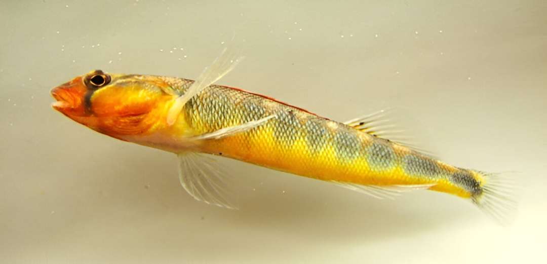 Gilt Darter