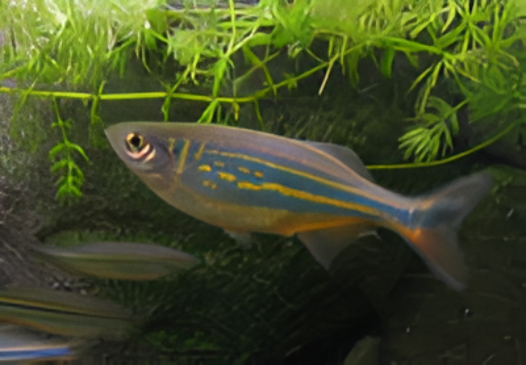 Malabar Danio
