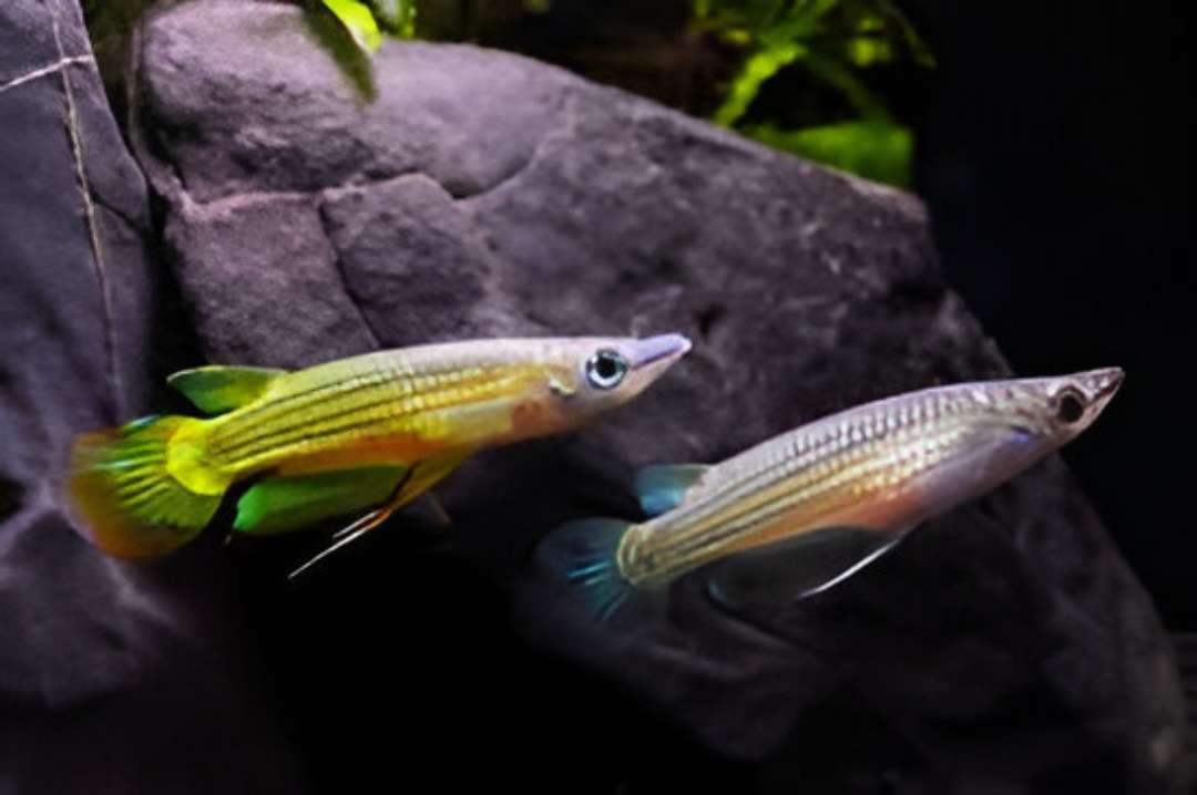 Golden Wonder Killifish