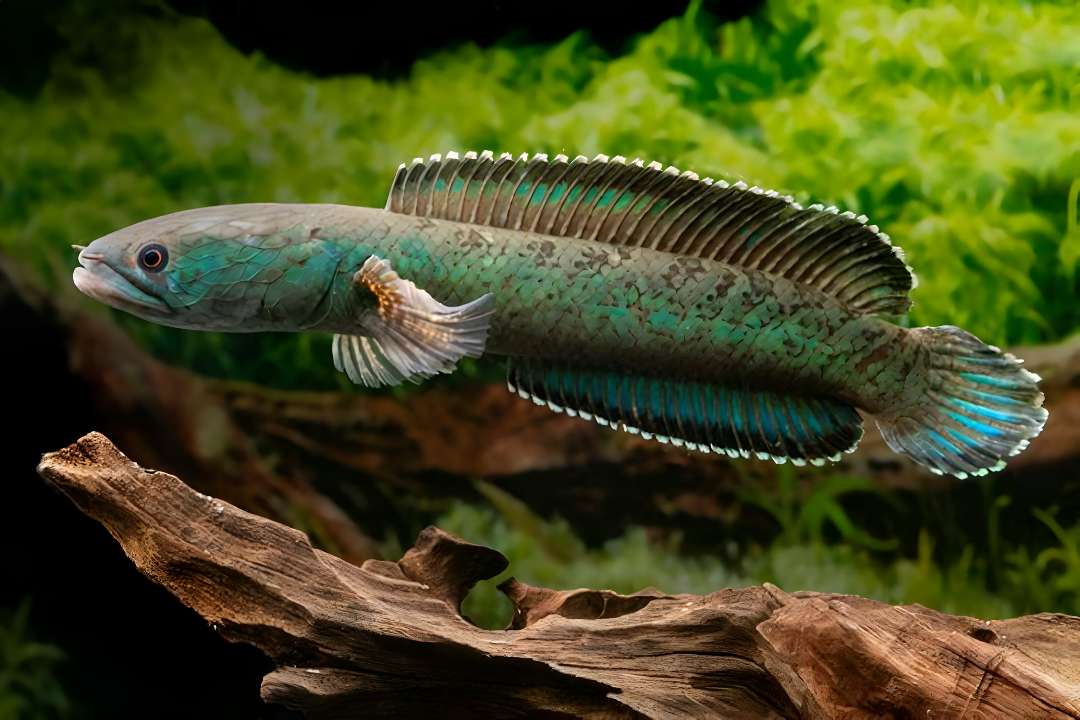 Green Channa Snakehead