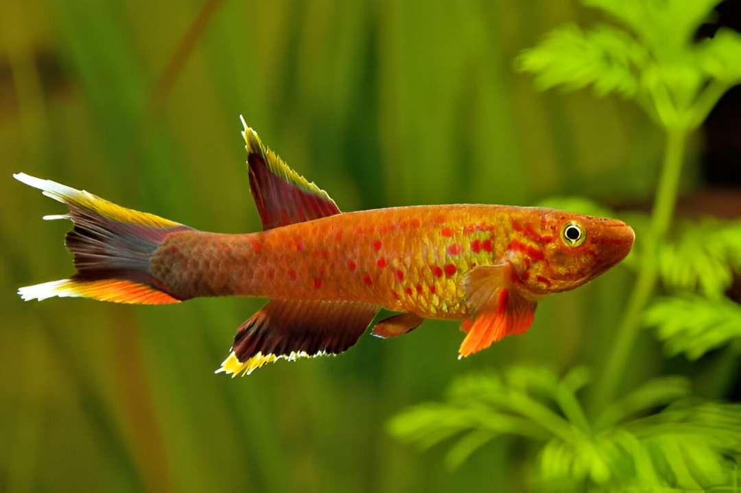 Orange Australe Killifish