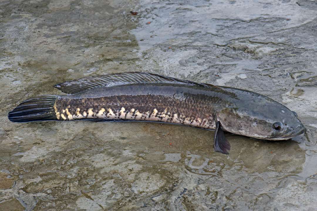 Striped Channa Snakehead