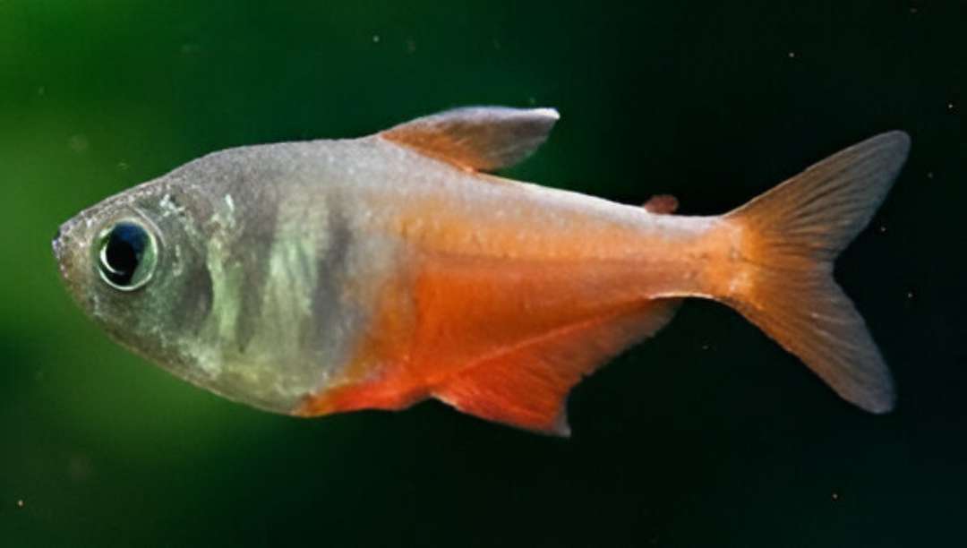 Flame Tetra