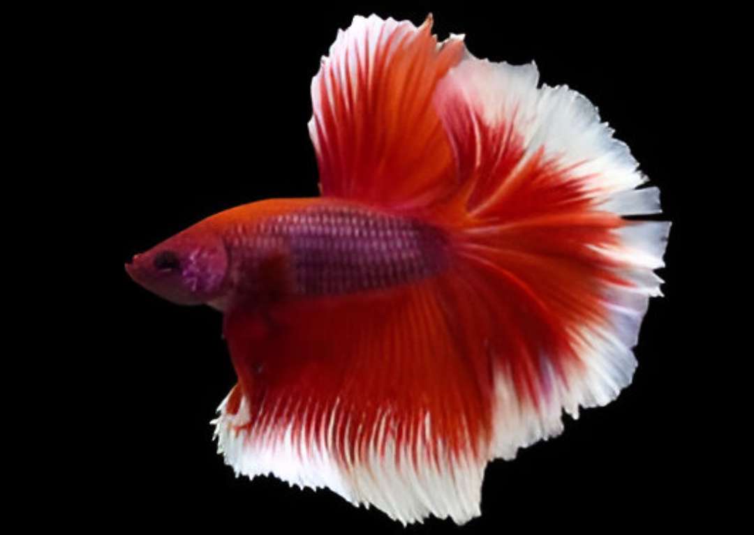 Rosetail Betta