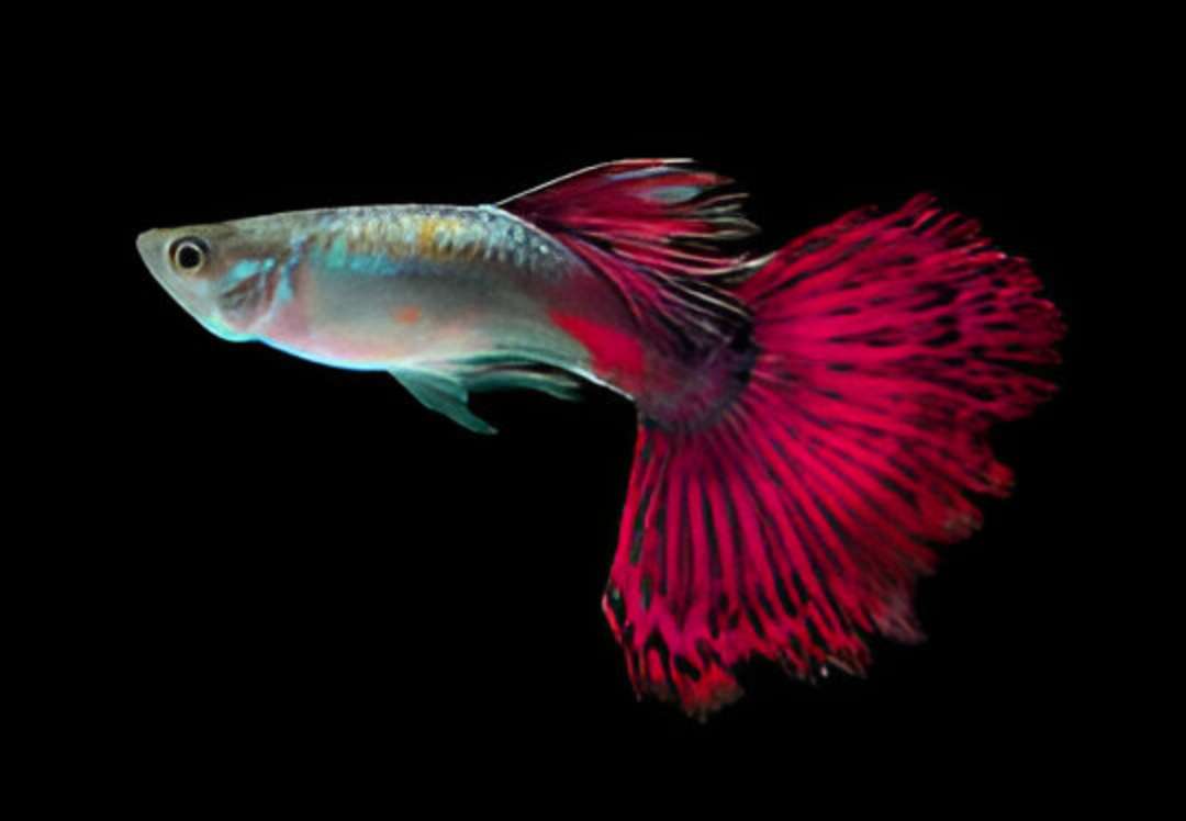 Pink Guppy