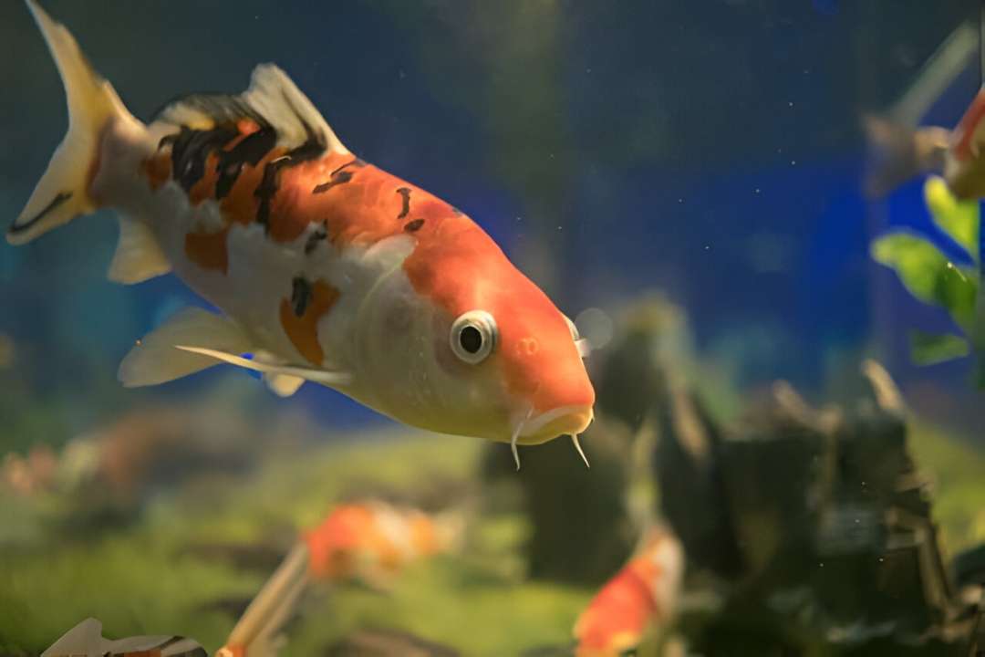 Koi