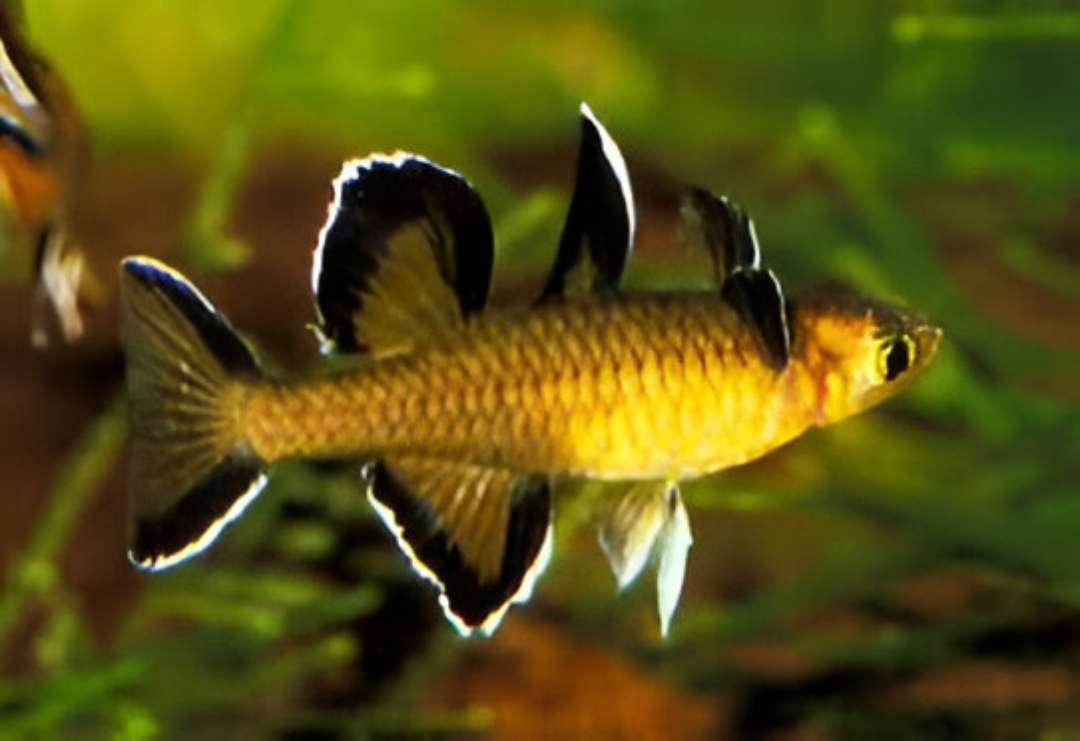 Honey Blue-Eye