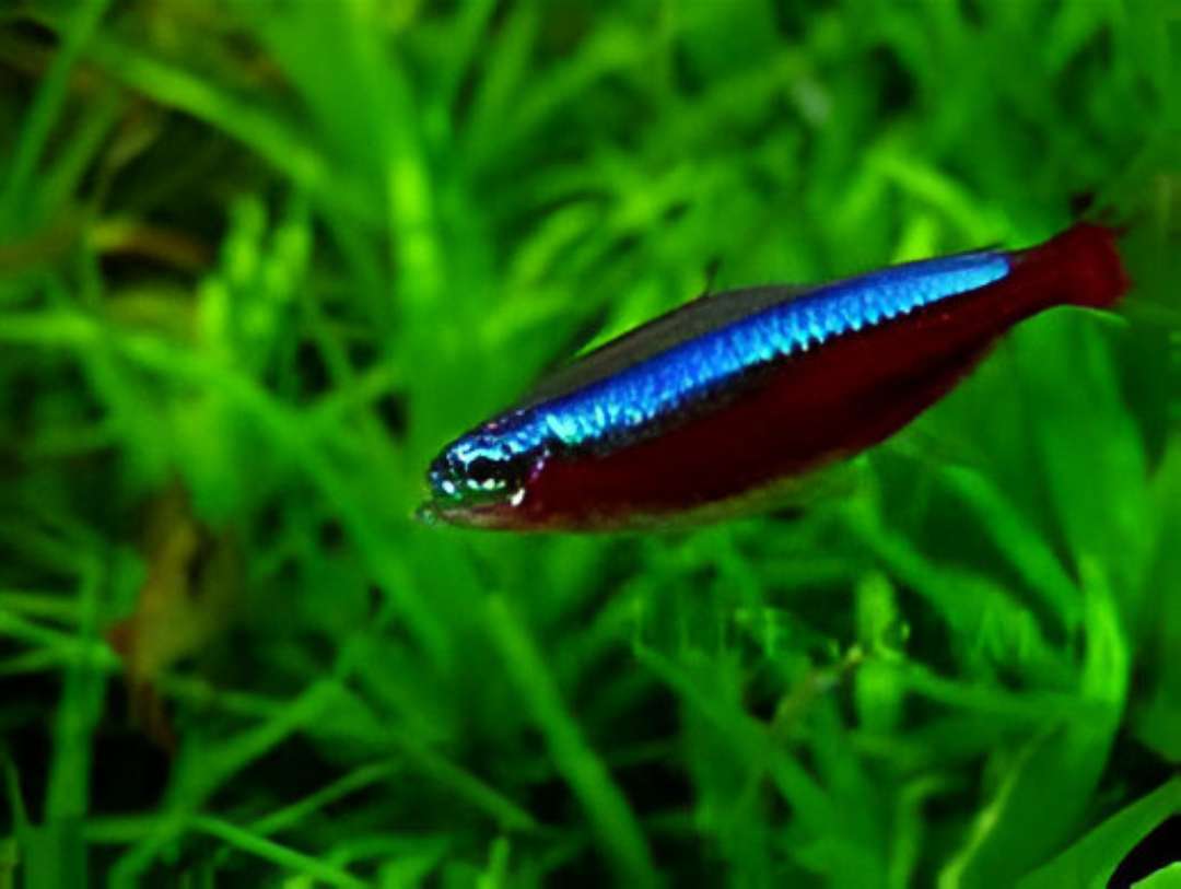 Blue Neon Tetra