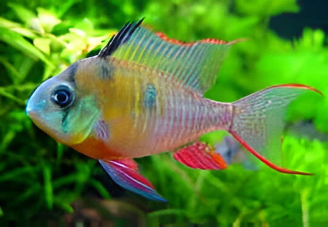 Bolivian Ram Cichlid