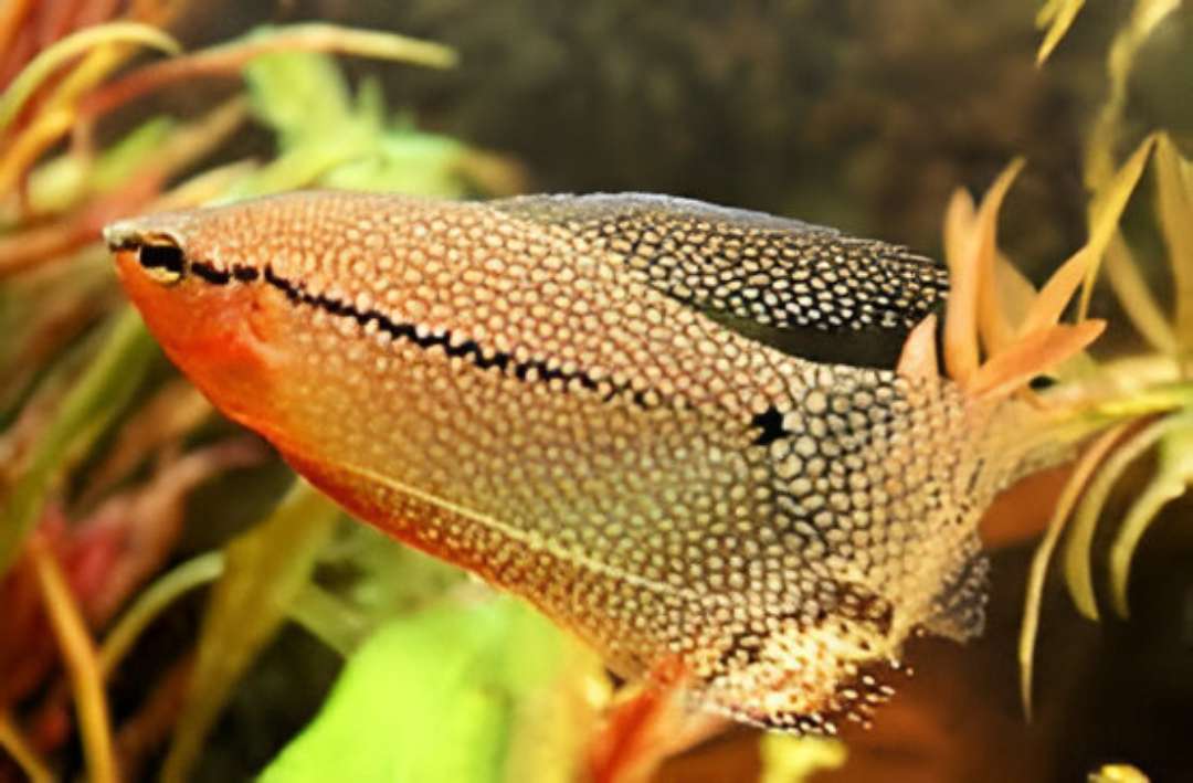 Laos Giant Danio