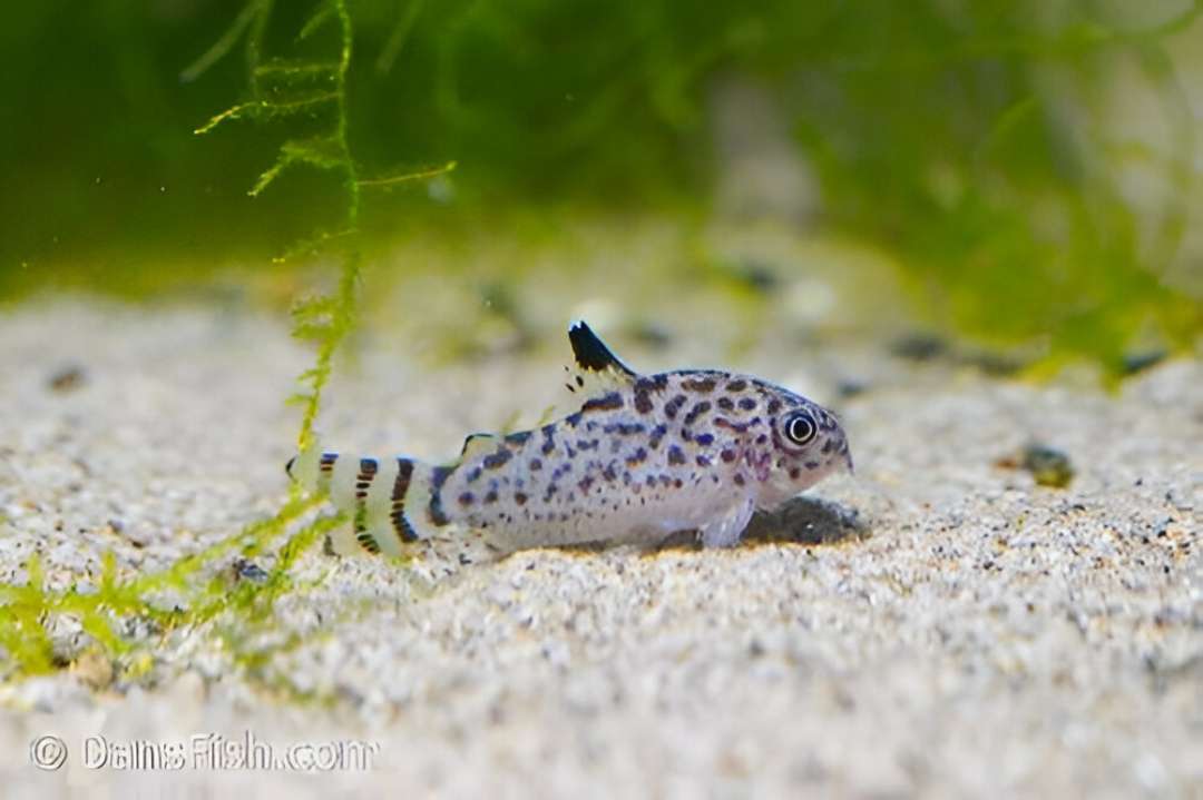 Santa Cruz Cory