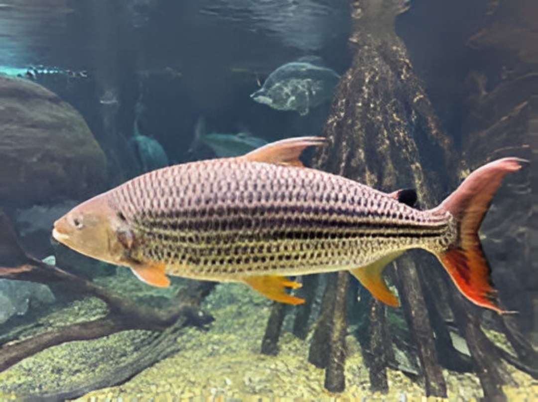 African Tiger Fish