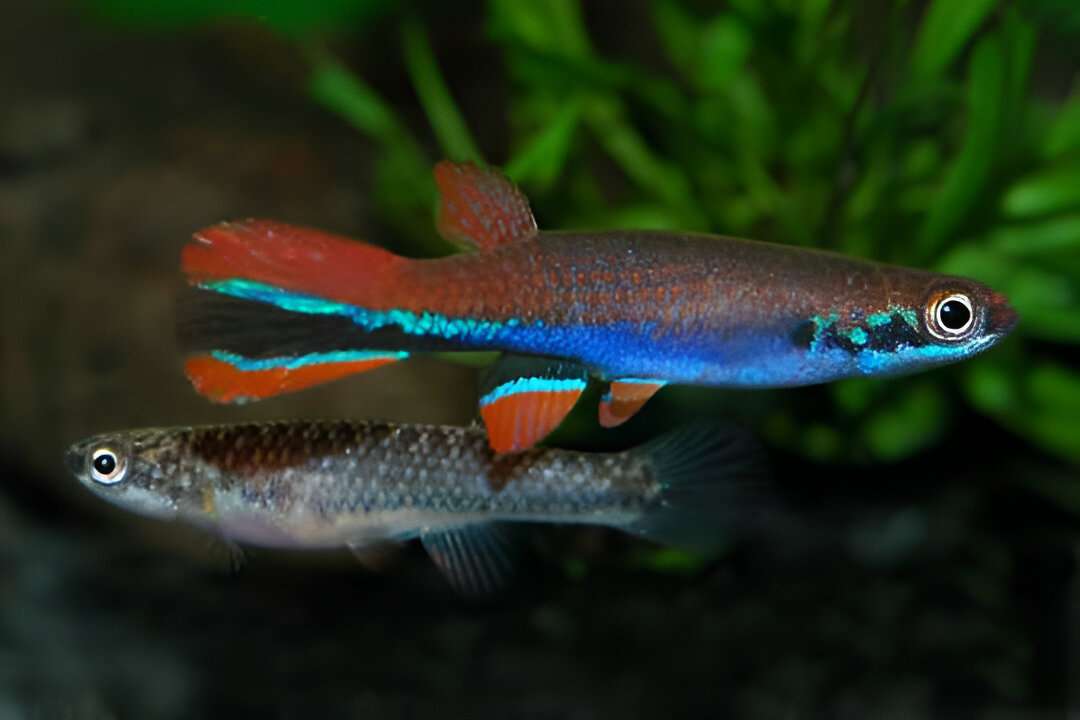 Blue Striped Rivulus Killifish
