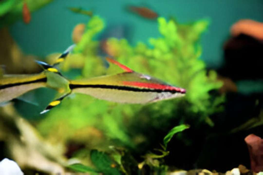 Red Line Torpedo Barb