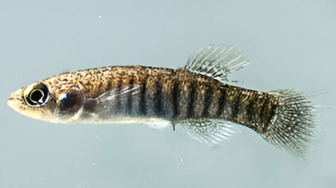 Bayou Killifish