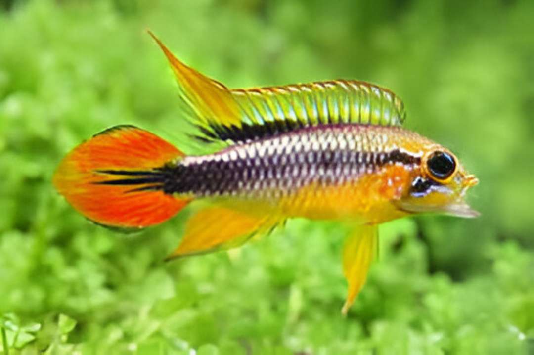 Apistogramma Cichlids