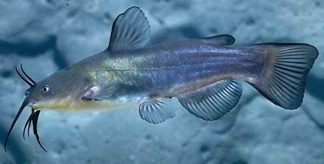 African Bullhead