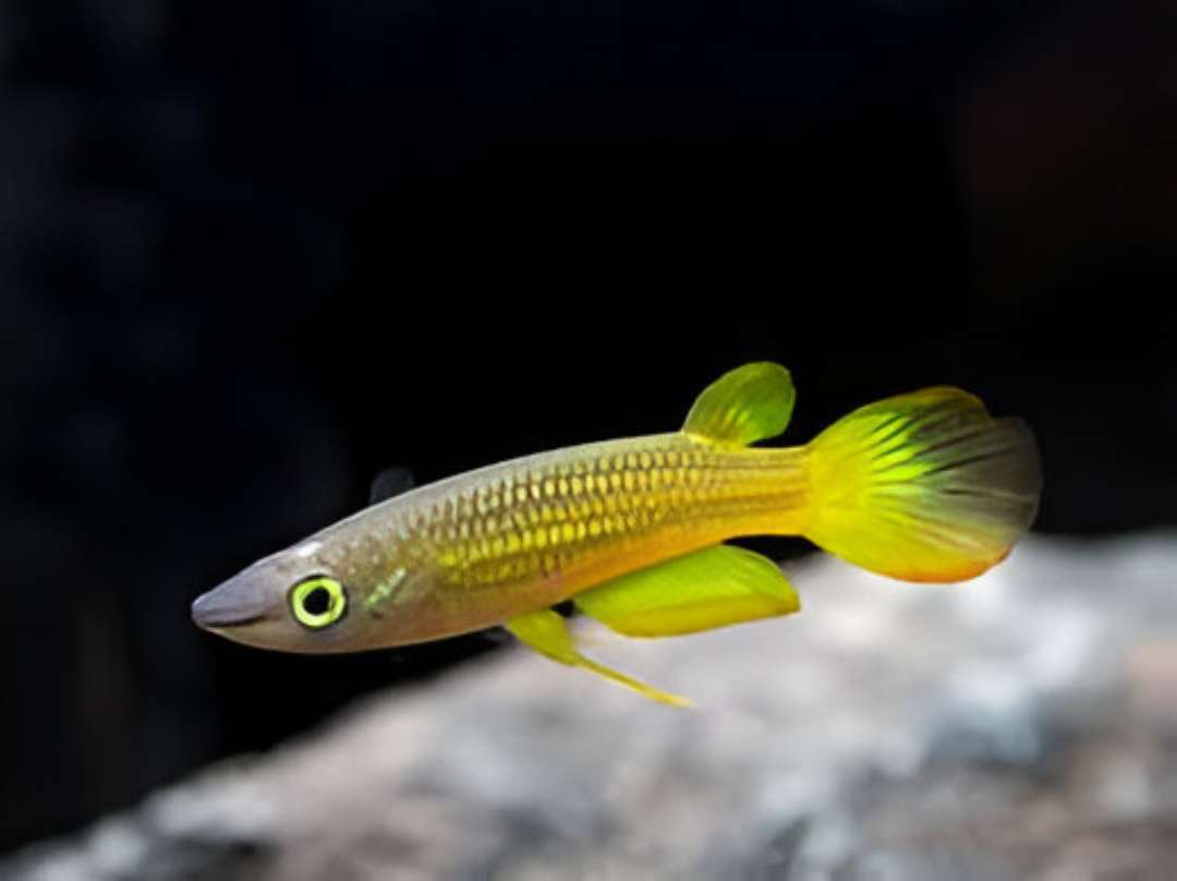 Golden Killifish