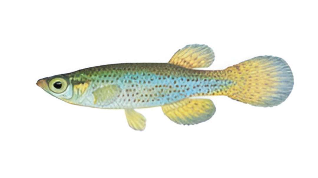 Starhead Killifish