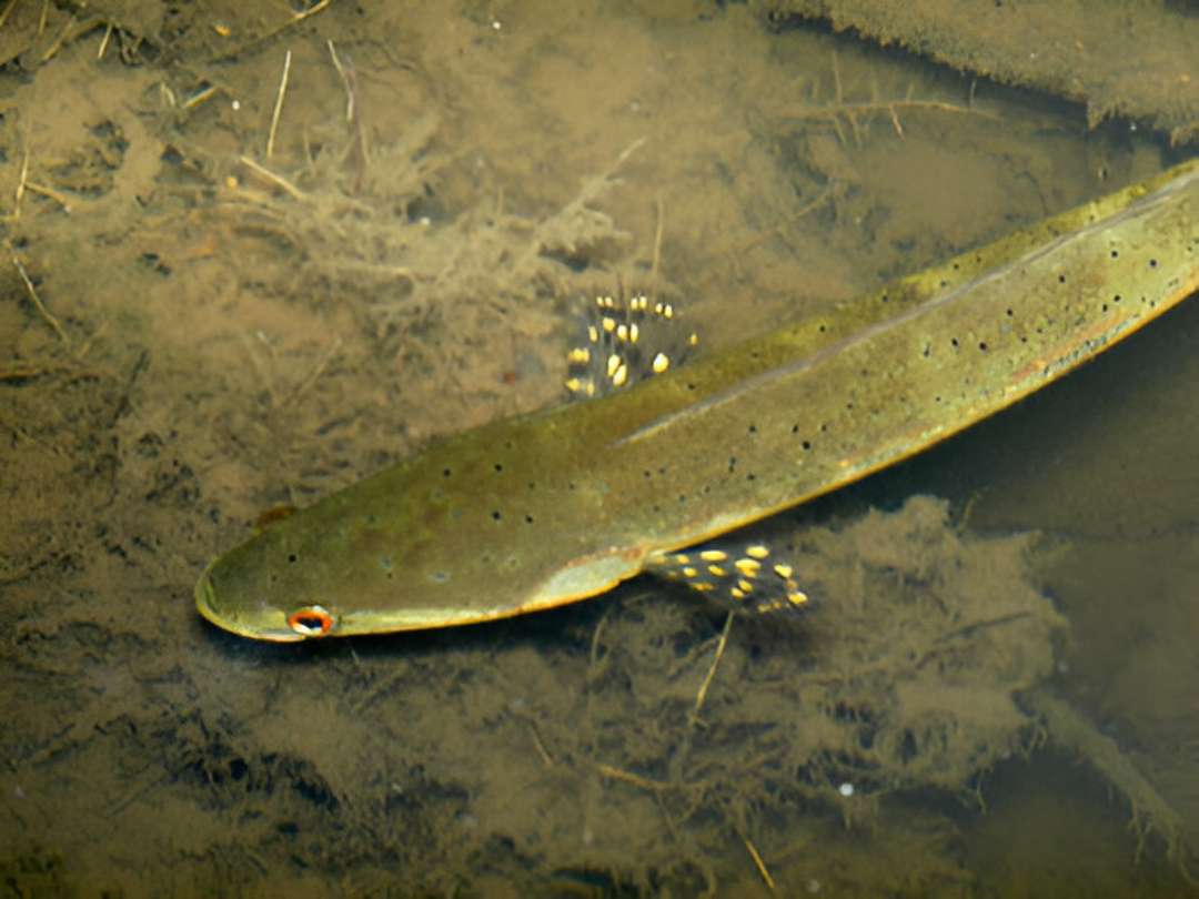 Forest Channa Snakehead