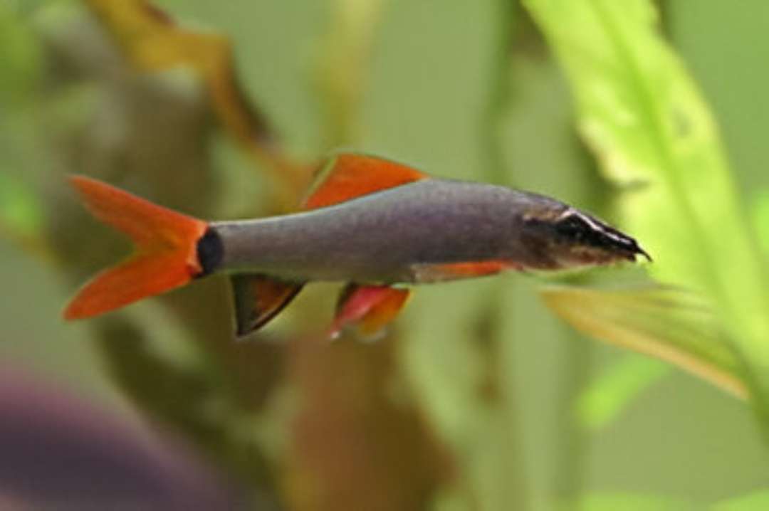 Ruby Shark
