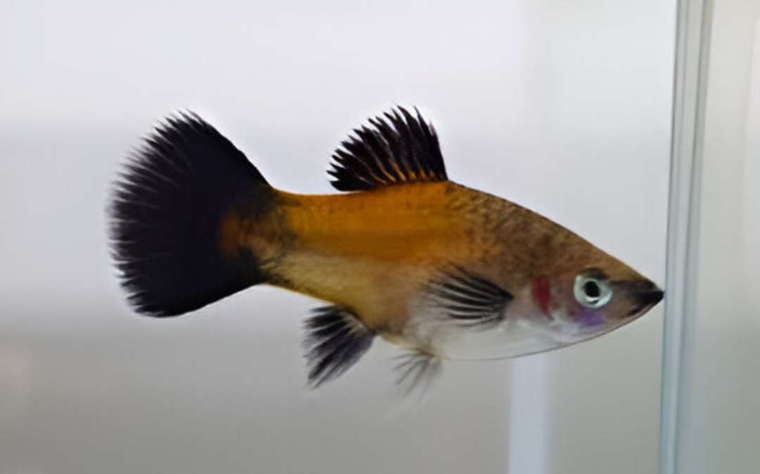 Yellow Wagtail Platy