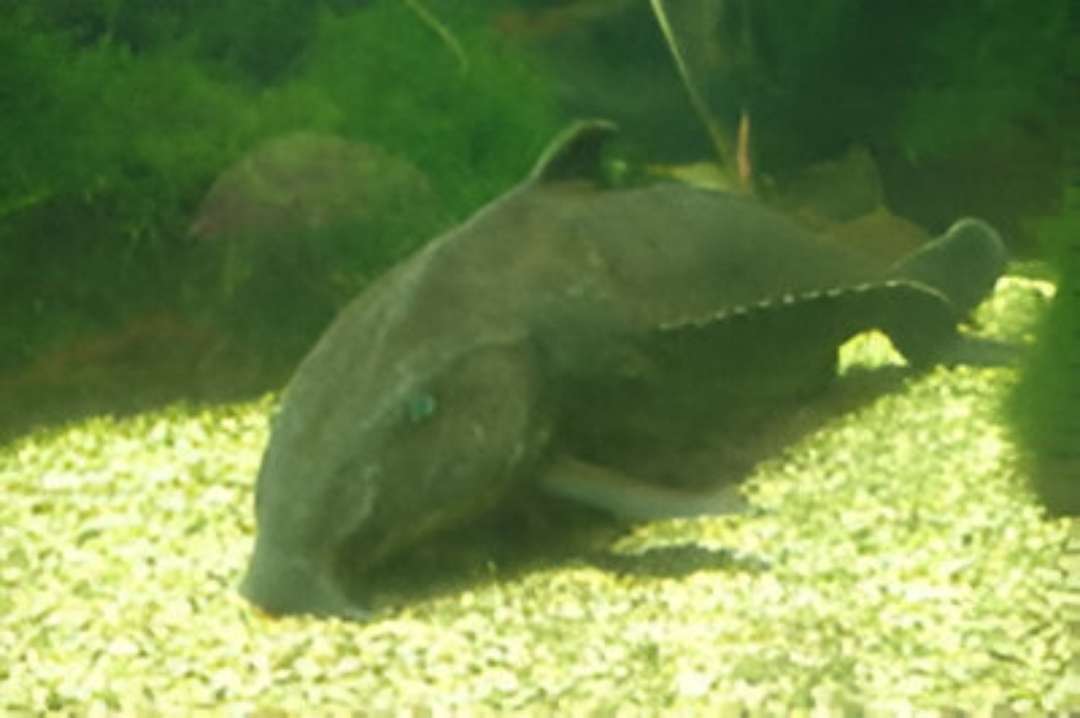 Dolphin Catfish
