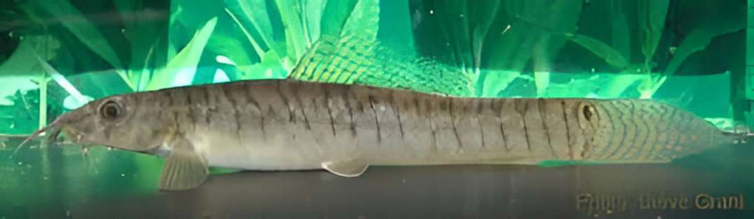 Peacock Loach