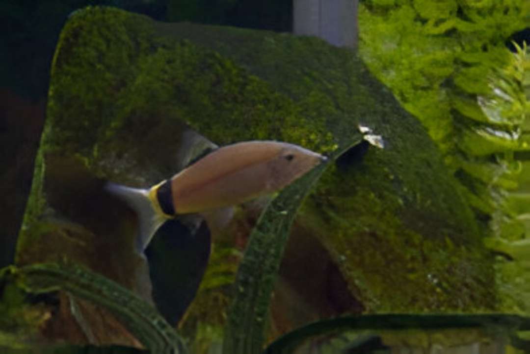 Skunk Loach