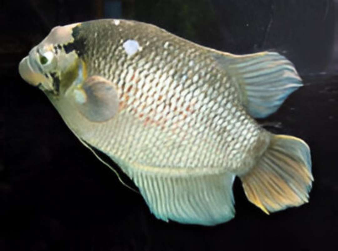 Giant Gourami