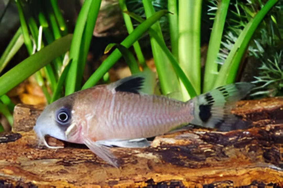 Flag-Tailed Panda Cory