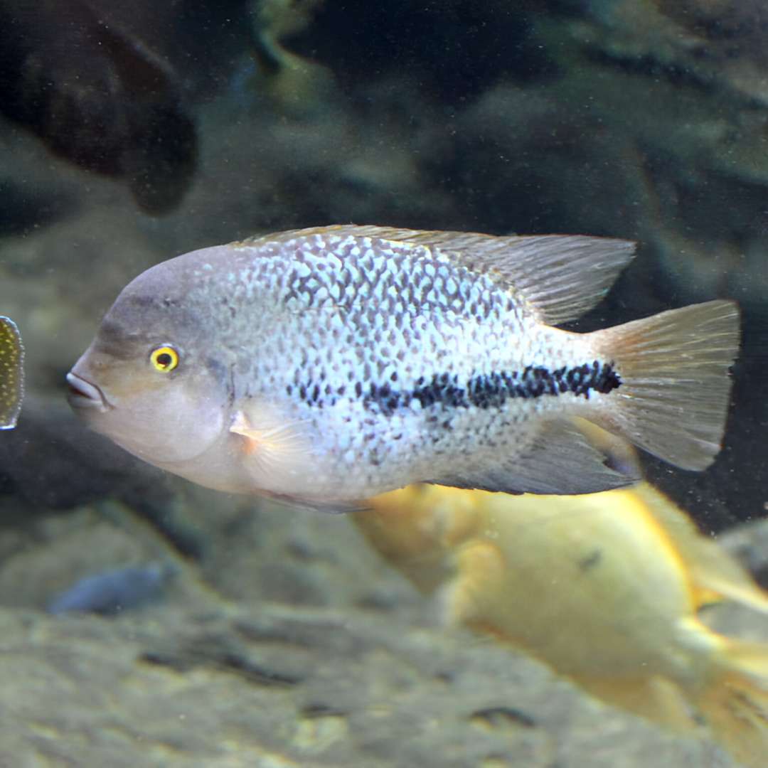 Two-Banded Cichlid