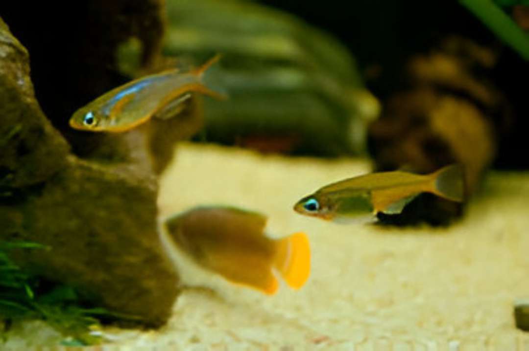 Daisy's Ricefish, male and dark color morph female