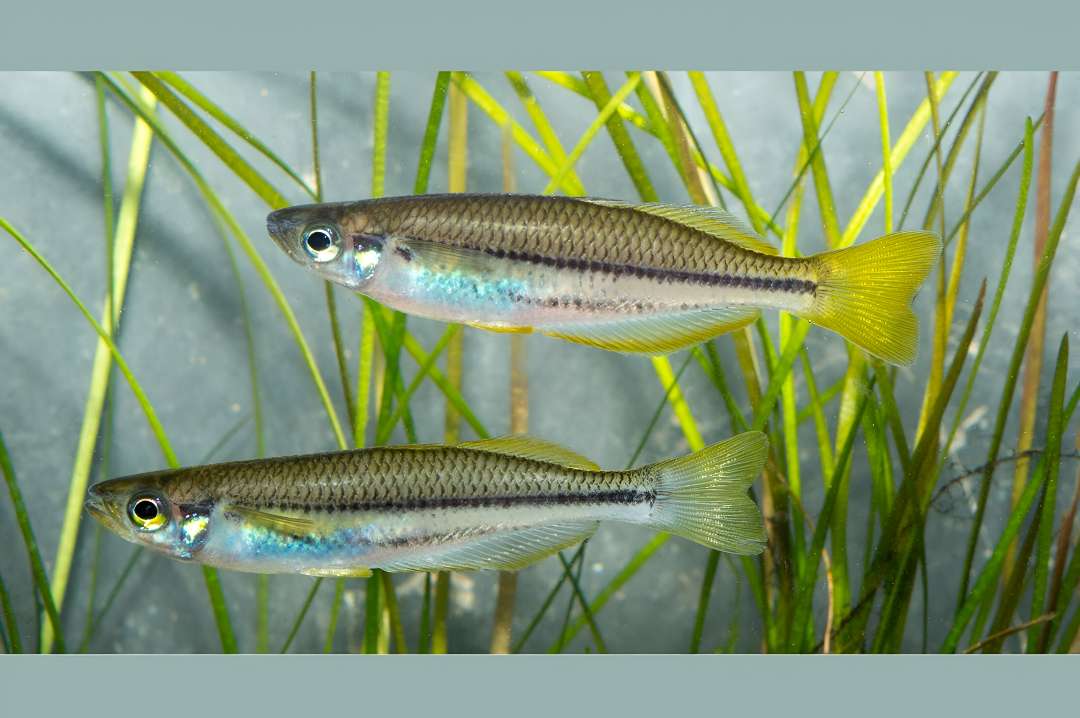 Slender Rainbowfish
