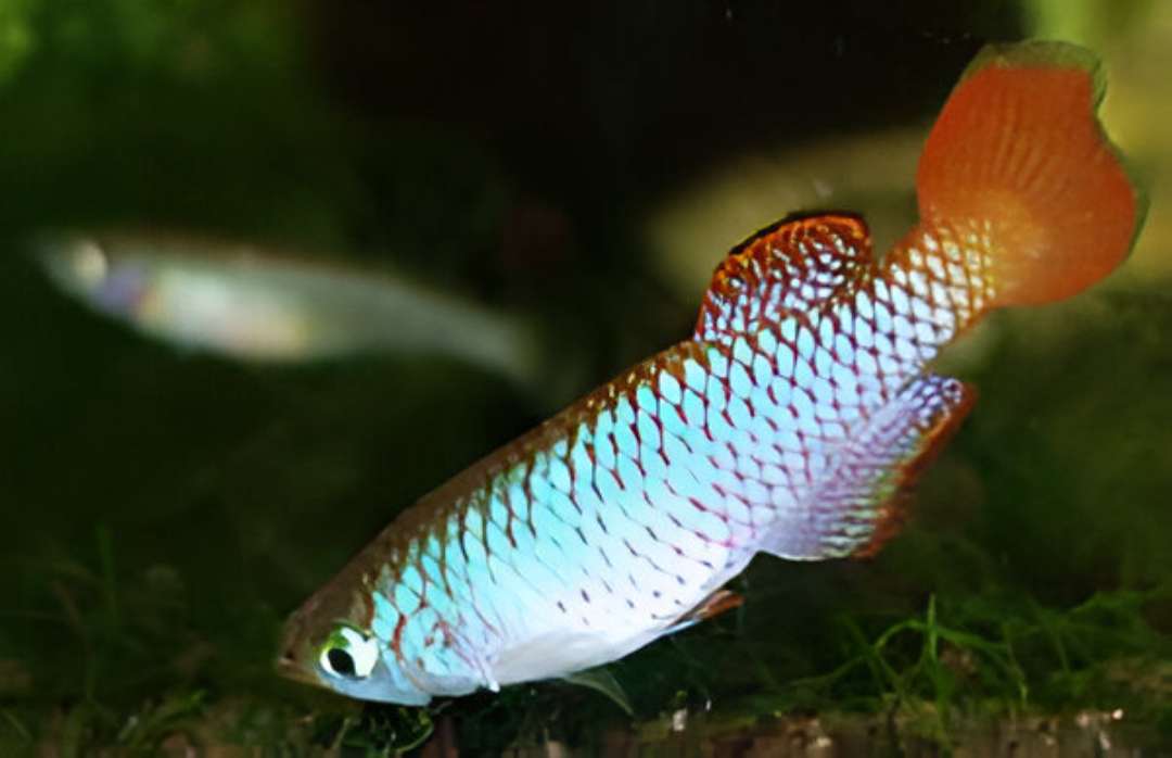 Nothobranchius geminus / Ifakara TAN 19-01