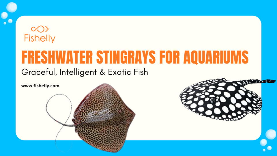 Freshwater Stingrays for Aquariums – Graceful, Intelligent & Exotic Fish