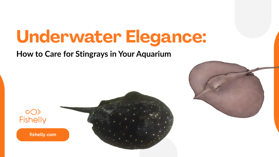 Underwater Elegance: How to Care for Stingrays in Your Aquarium