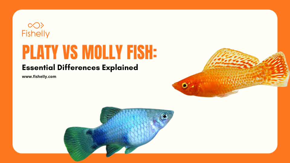 Platy vs Molly Fish: Essential Differences Explained