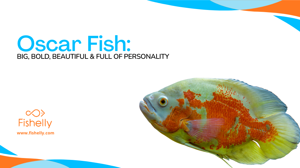 Oscar Fish: Big, Bold, Beautiful & Full of Personality