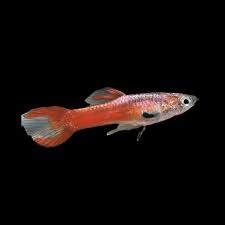 Red Scarlet Endler Fish