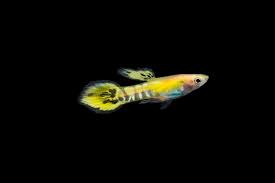 Gold Tiger Endler Fish