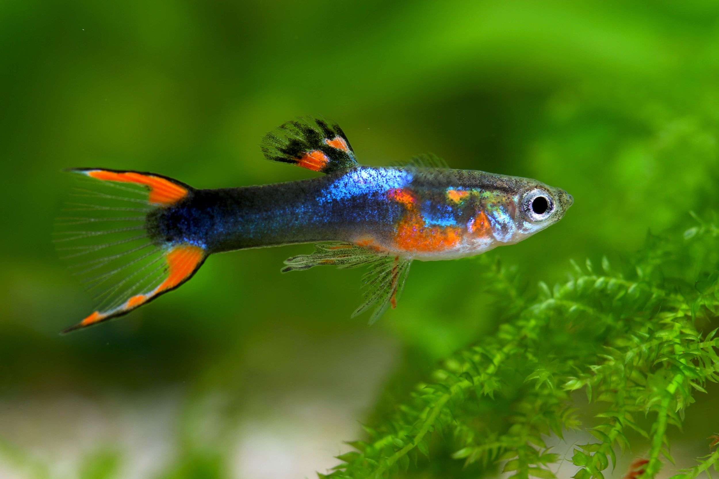 Black Flame Endler Fish