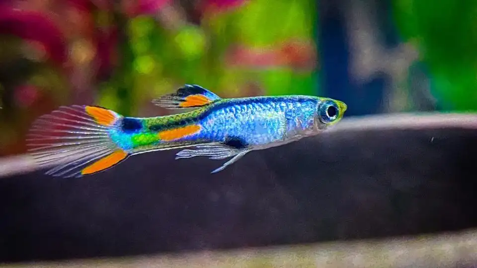 El Silverado Endler Fish