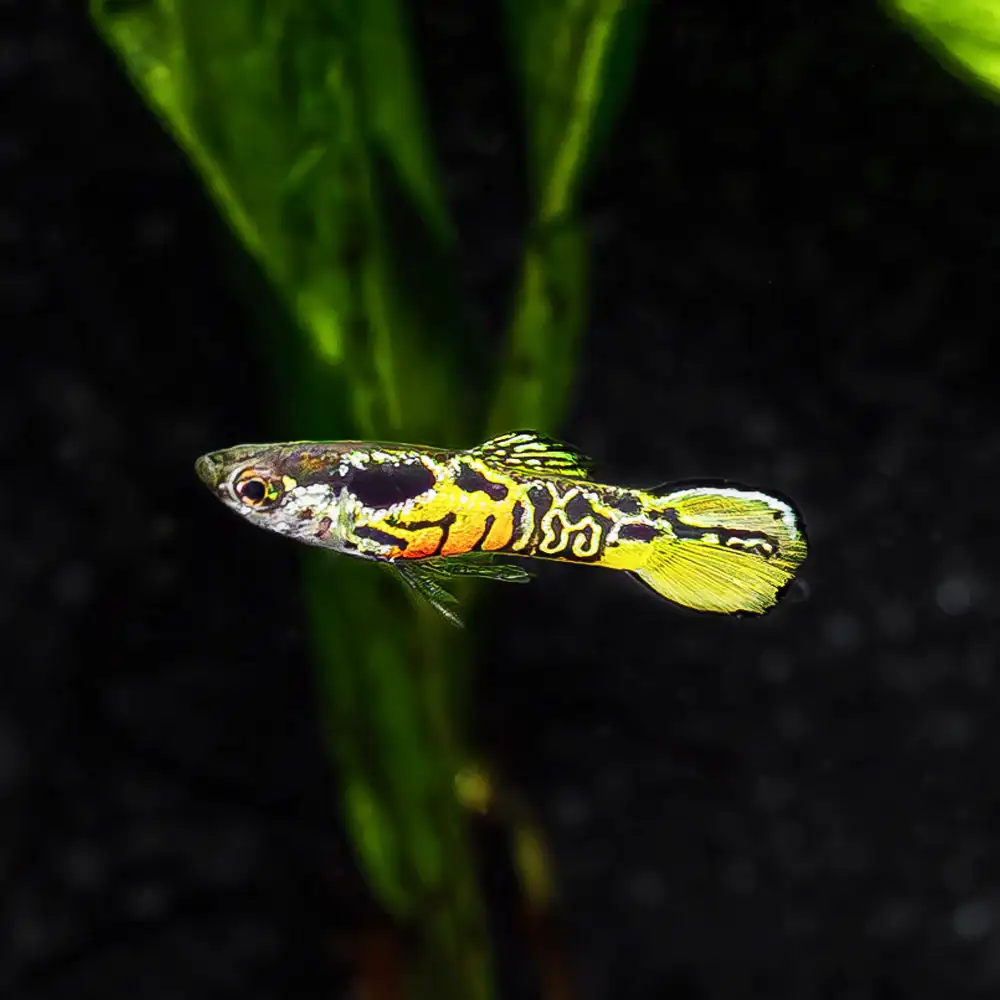 Yellow Tiger Endler Fish