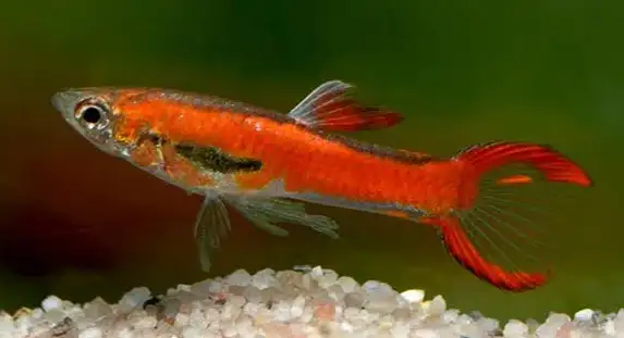 Super Red Endler Fish