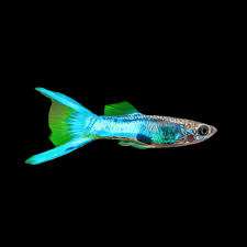 Sky Blue Endler Fish