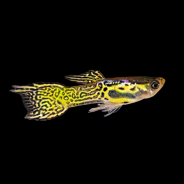 Snakeskin Endler Fish