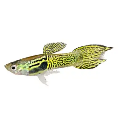 Green Cobra Endler