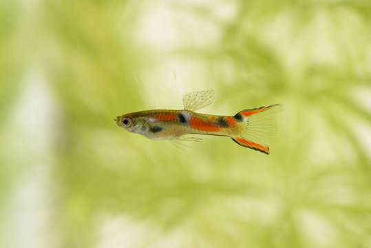 Orchid Endler Fish