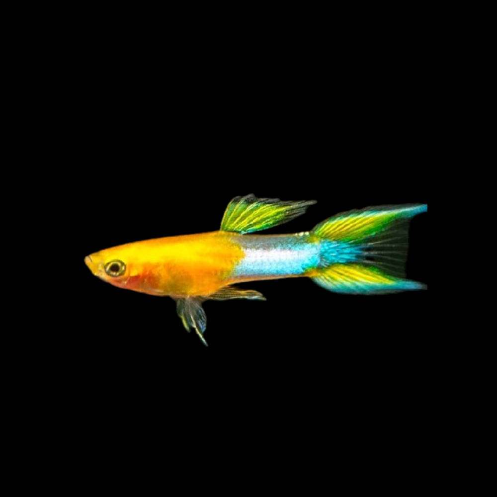 Neon Endler Fish